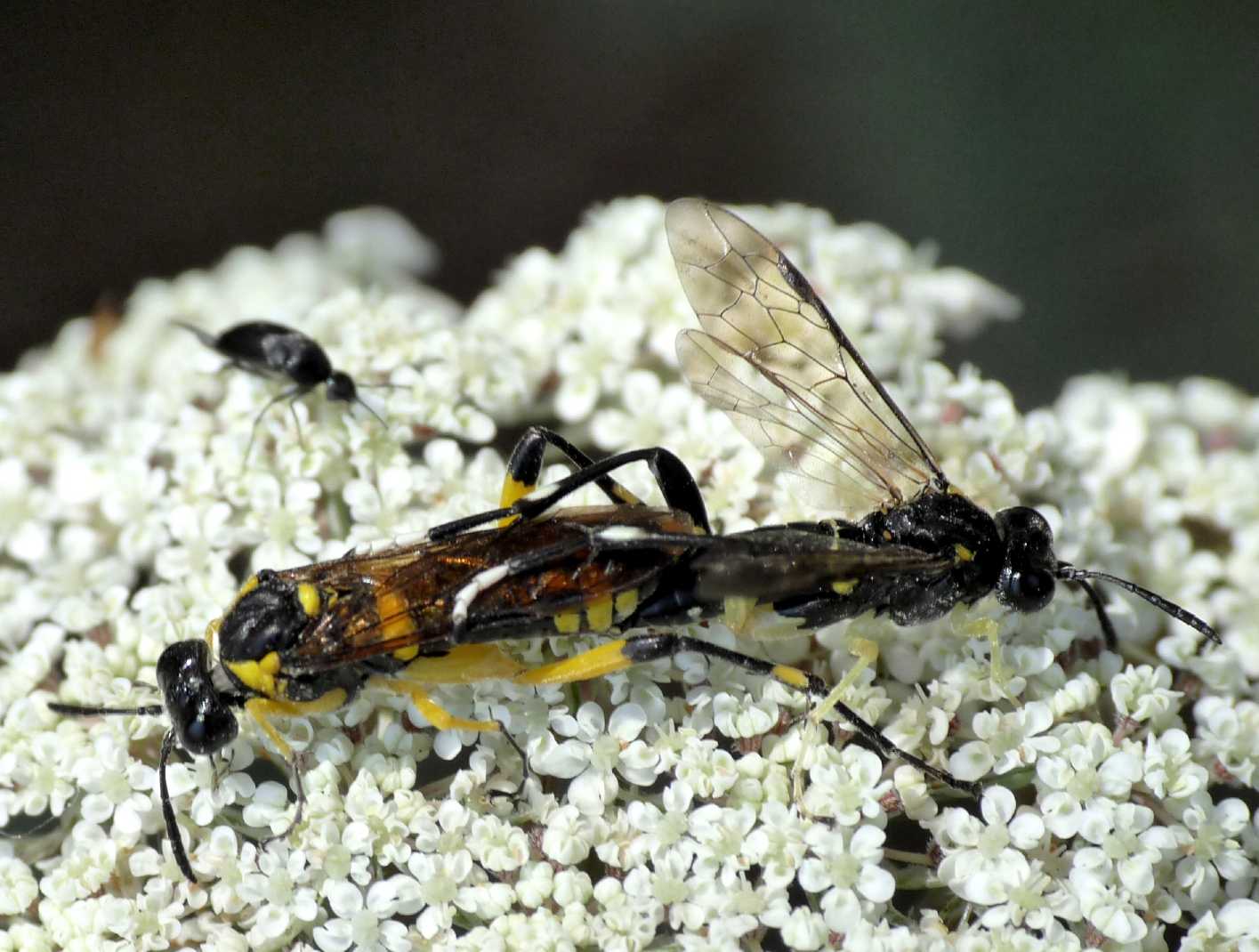 Macrophya montana in accoppiamento